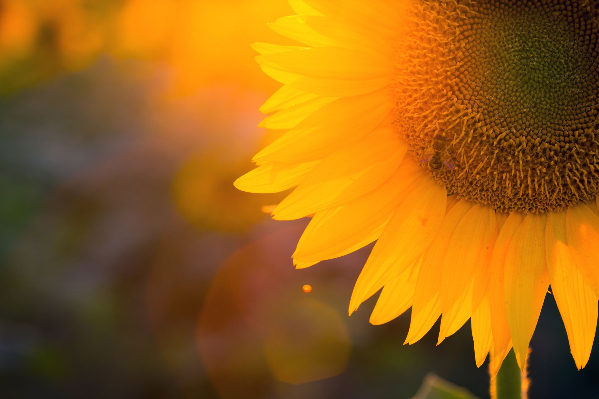 Sunflower 2 imagen web (1920 × 1280 px)